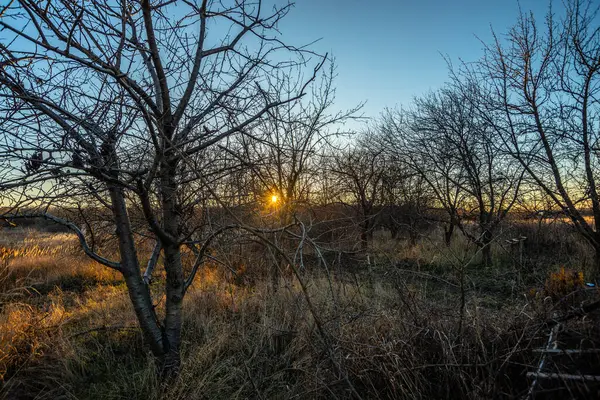 Прекрасный Вид Деревья Закатом Поле — стоковое фото