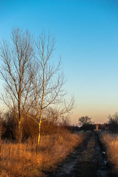 beautiful landscape with trees and road