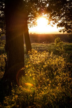 Ormanda gün batımı