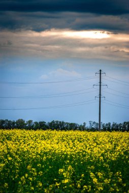 Arka planda mavi gökyüzü olan sarı kolza tohumu tarlası, kırsal alan. tarımsal kavram