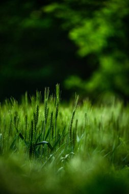 Bahçedeki çimlerin dikey yakın çekimi