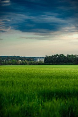 Buğday tarlası ve mavi gökyüzü olan güzel bir manzara.