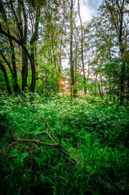 Parktaki güzel yeşil çimenler