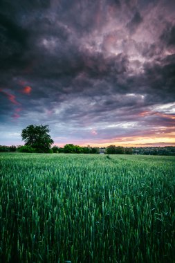 Buğdaylı bir tarlanın üzerinde güzel bir gün batımı