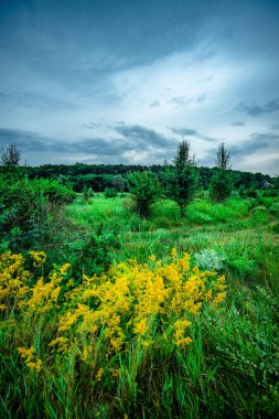 Yazın mavi gökyüzü olan yeşil tarla