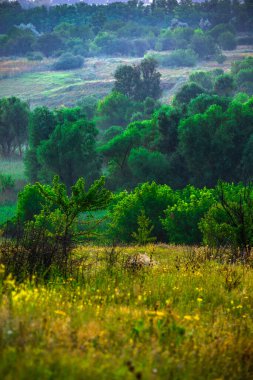 Ormanda nehri olan güzel bir manzara.
