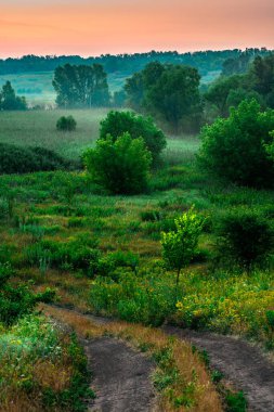 Yeşil otlar ve çayırlar ile güzel bir yaz manzarası.