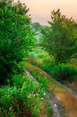 Güzel bir gün batımı olan yeşil çimenler