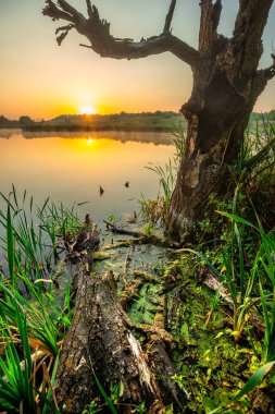 Gün doğumunda ormandaki bir gölün dikey görüntüsü.