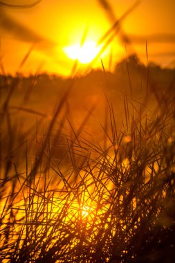 Günbatımında altın çimen