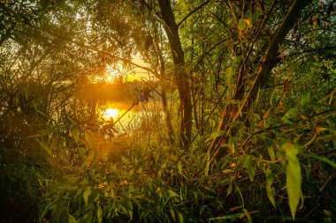 Ormanda güzel bir gün batımı.