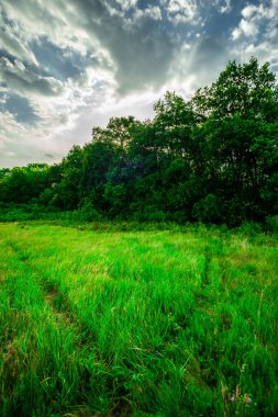 yeşil çayır ve mavi gökyüzü.