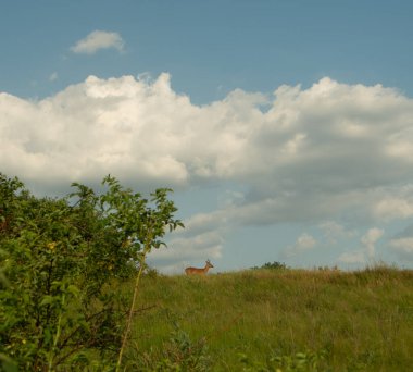 Mavi gökyüzü olan yeşil çayır