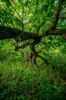 Ormandaki yaşlı ağaç, doğa serisi.