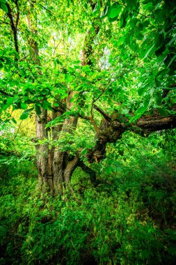 Ormandaki yaşlı ağaç