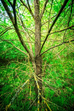 Ormanda yeşil yapraklar