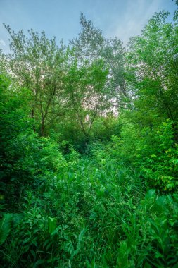 Ormanın güzel manzarası