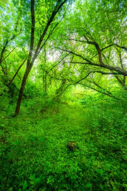 Parktaki bahar ormanı