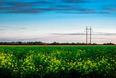 Akşam vakti kolza tohumu tarlası.