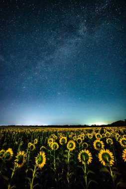 Geceleri ayçiçeği tarlası.