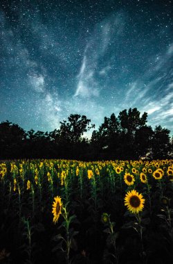 Geceleyin ayçiçeği tarlası