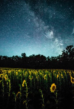Ayçiçeği tarlası ve gece gökyüzü