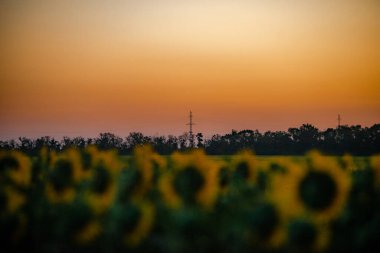 Tarlada güzel bir gün batımı