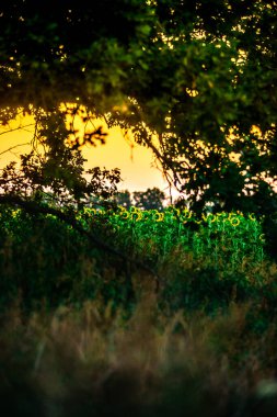 Ağaçlar ve yapraklarla dolu güzel bir sonbahar ormanı