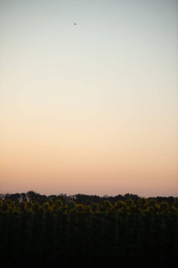 Mavi gökyüzünün altındaki ağaçların güzel bir görüntüsü.