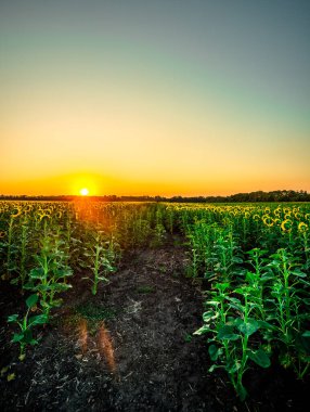 Ayçiçeği tarlası ve gün doğumu.