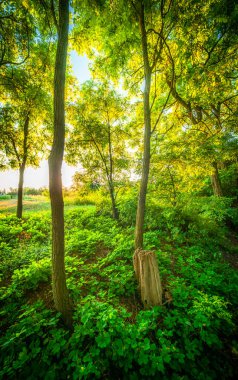 Ormanın güzel manzarası
