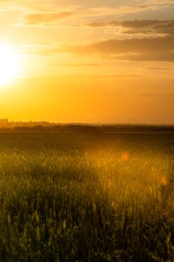 Buğday tarlası ve gün batımı