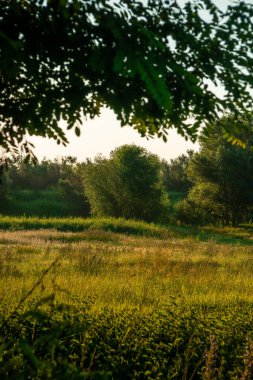 Akşam güneşinde yeşil orman