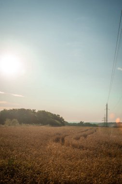 Çok güzel bir buğday kulağı.
