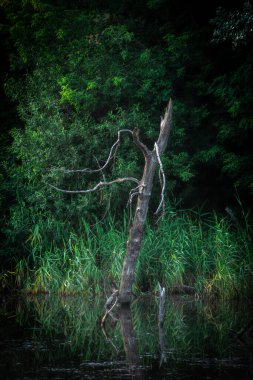 Parktaki eski ahşap köprü