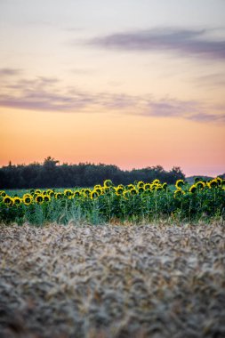 Gün batımında ayçiçeği tarlası