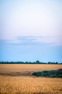 Ağacı ve buğday tarlası olan güzel bir manzara.
