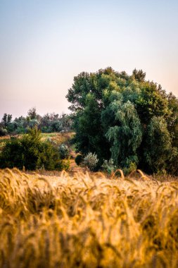 Buğdaylı, buğdaylı ve ağaçlı bir tarla