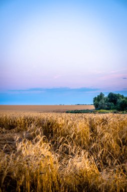 Bir gün batımı buğday alanında.