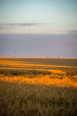 Arka planda mavi gökyüzü olan altın buğday tarlası.