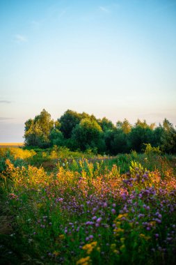 Güzel bir kır çiçeği tarlası