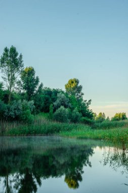 Ormandaki göl, doğa bitki örtüsü.
