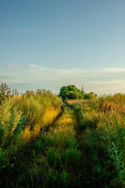 Çimenli ve ağaçlı yaz manzarası