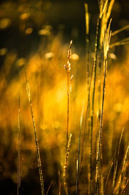 # Sabah altın tarla #