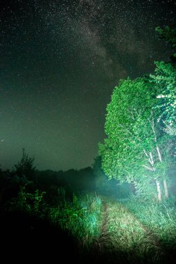 Yıldızlar ve ağaçlarla dolu gece göğü