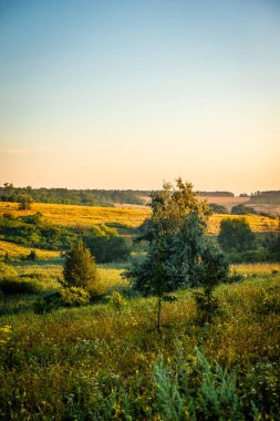 Arka planda bir ağaç olan yaz manzarası. Gün batımı. Batmakta olan güneşin ışığına,.
