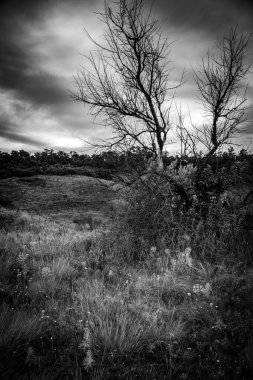 bir ağacın siyah beyaz görüntüsü