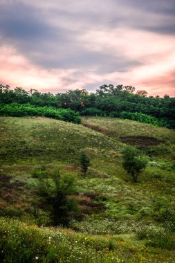 Büyük bir ağacı ve bir sürü çiçeği olan güzel yeşil bir tarla.