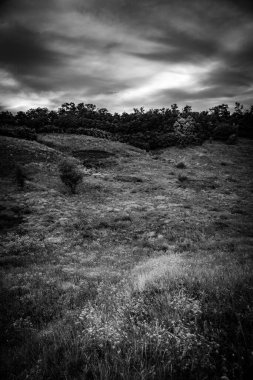 Ağaçlar ve ormanlarla dolu güzel bir manzara.