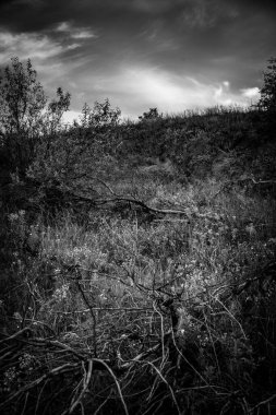 Ormanın zemininde siyah beyaz ve gri çimenler.